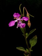 Clarkia puchella 18-9382